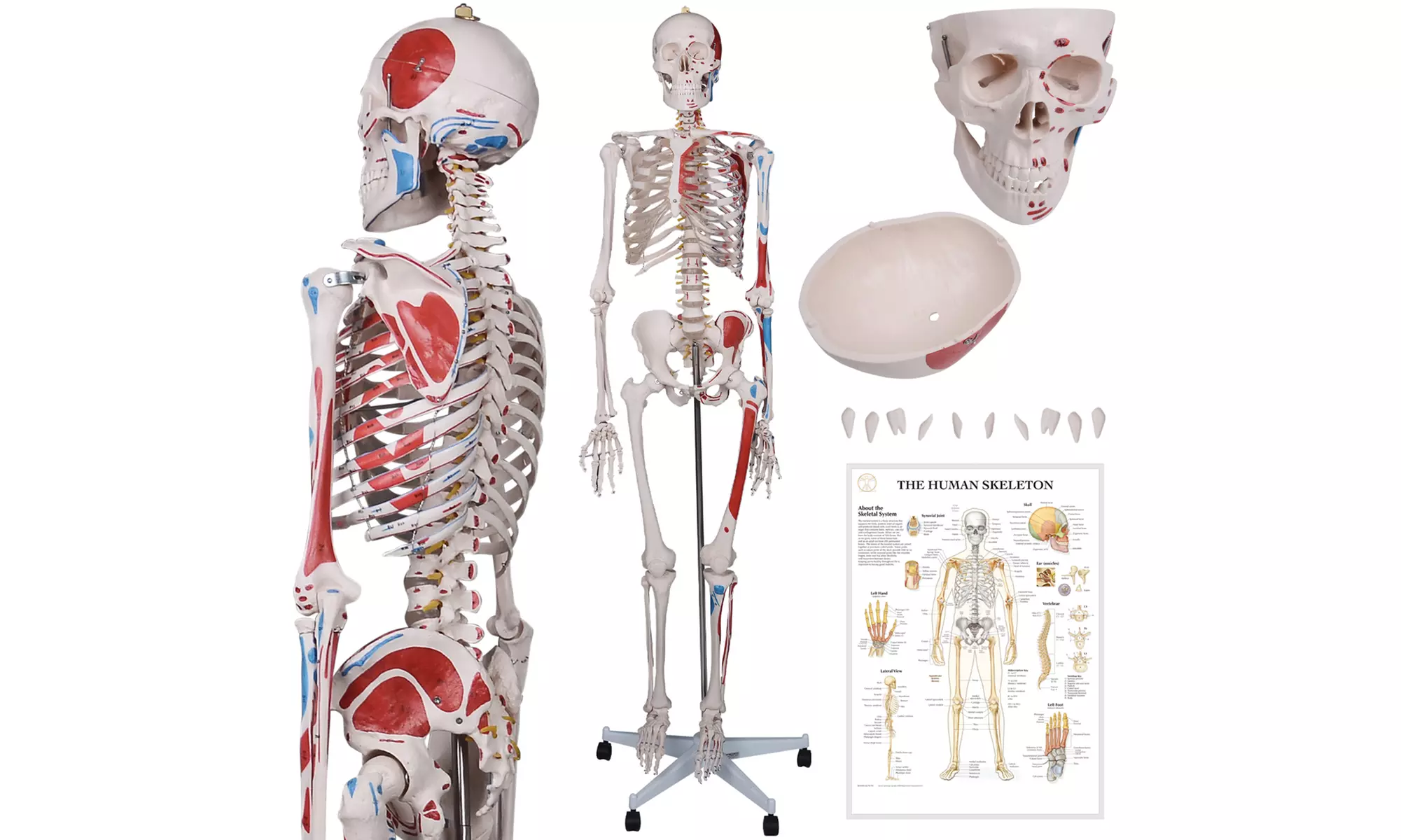 Squelette humain scientifique - Primary Image