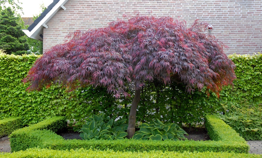 Image 2: Acer Palmatum Garnet