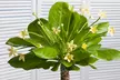 1 ou 2 plants de palmier hawaïen Brighamia Insignis 30-40 cm, livrés en pot - Second Medium