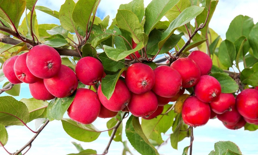 Image 2: Malus Appletini Trees