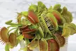 Venus Fly Trap Houseplant – 1 or 3 Potted Plants - Image 4