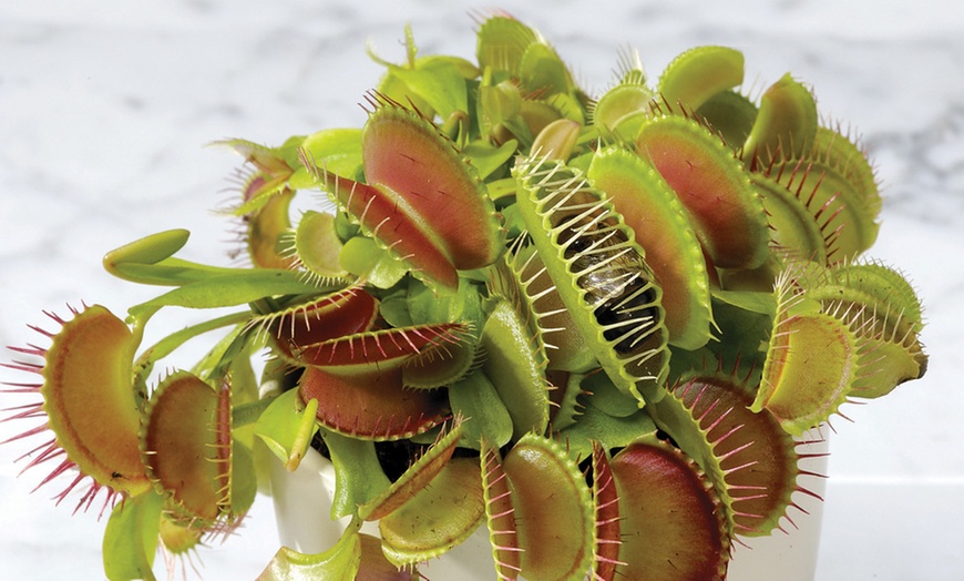 Image 4: Venus Fly Trap Houseplant – 1 or 3 Potted Plants