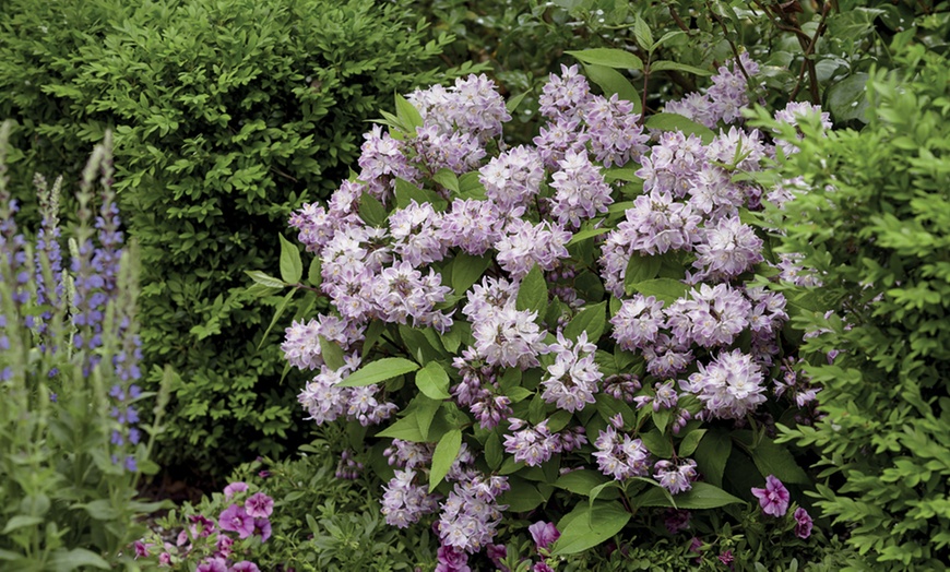 Image 6: Deutzia 'Raspberry Sundae' - One or Two Potted Plants  