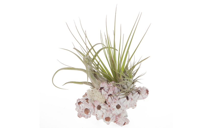 Image 4: Air Plant Arrangement