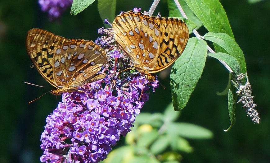 Image 5: Plantas que atraen mariposas