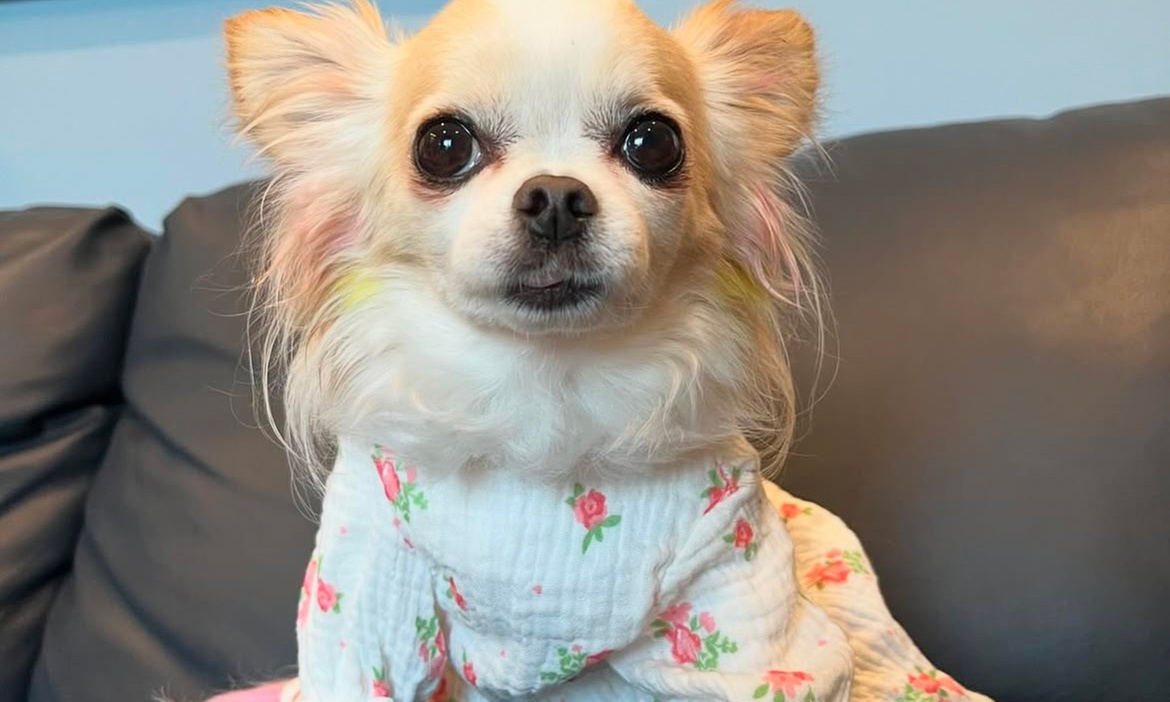 Give Your Small Dog with Bath Plus Complementary Teeth Brush