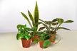 4 Plants Bundle in 3" and 4"  Sizes with Free Shipping -  Pet-Friendly and Low-Light Plant Bundles Indoor and Outdoor Plants (Up to 15%Off) - Second Medium
