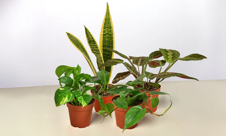 Image 2: Transform Your Home with Plant Bundles from House Plant Shop (Up to 15%Off)