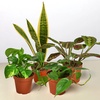 Image 2: 4 Live Plants Bundle in 3" and 4" Sizes: Pet-Friendly and Low-Light Plant Bundles with Free Shipping (Up to 24%Off)