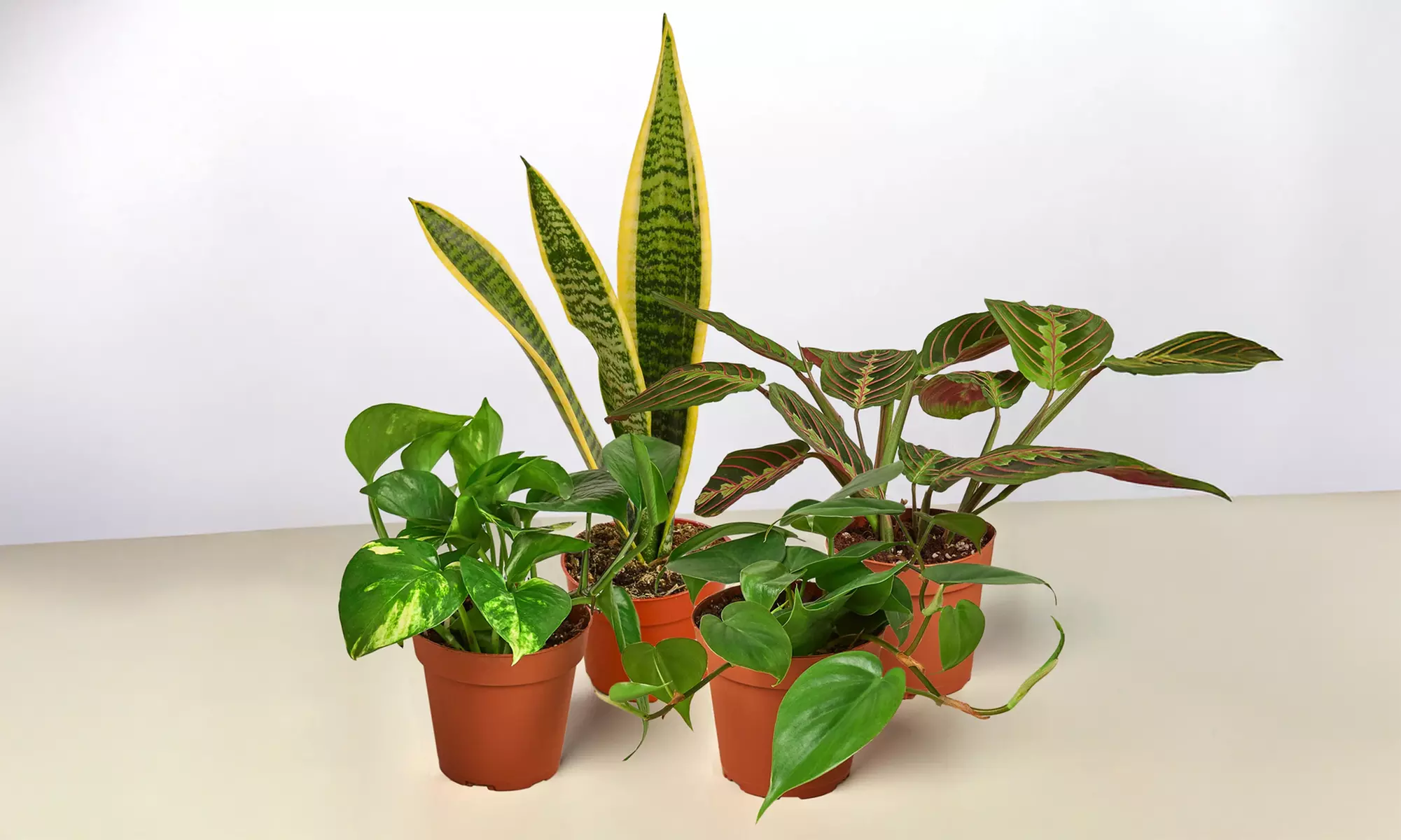Transform Your Home with Plant Bundles from House Plant Shop (Up to 15%Off)