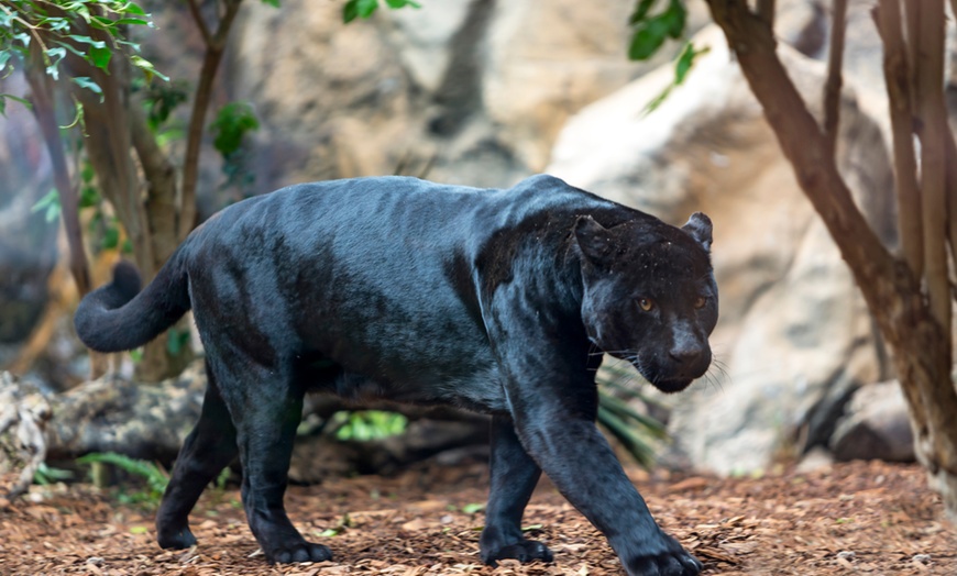 Image 10: ¡Descubre la aventura salvaje en Loro Parque!