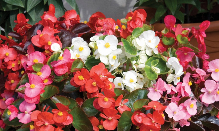 Image 5: 36 or 72 Plants of Begonia Organdy Mixed