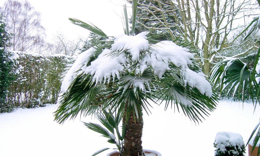 Image 4: 1 ou 2 plants de palmiers Chamaerops Humilis en pot