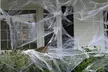 Halloween Spider Webs with 10 Mini Spiders - Image 3