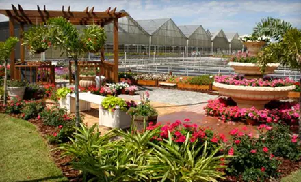 Flowers and Plants or One Flat of SunPatiens at Knox Nursery Inc. in Winter Garden. Two Options Available. - Primary Image