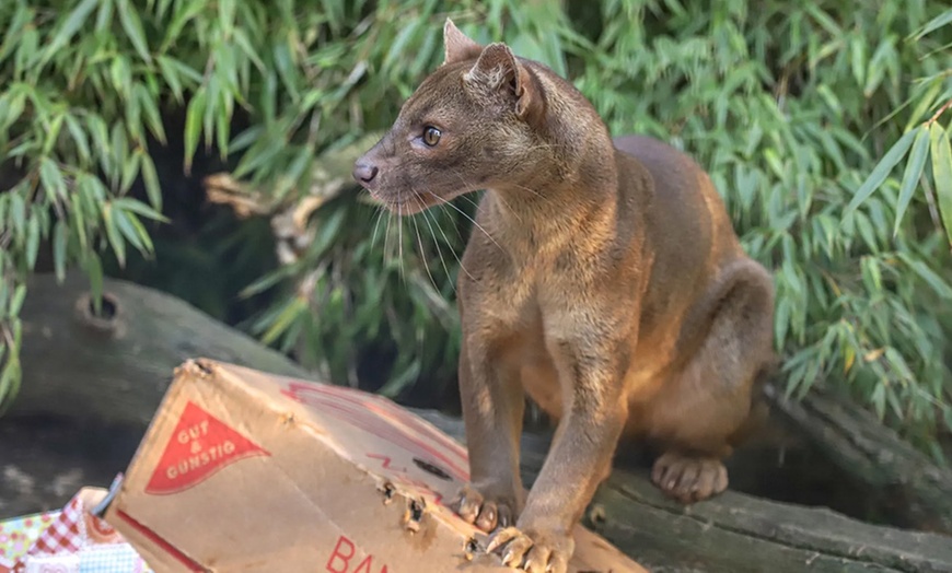 Image 11: Spannende Führung durch das Wildkatzenzentrum Felidae