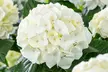 Lot de 3 ou 6 plants de Hydrangea Macrophylla, coloris au choix - Second Medium