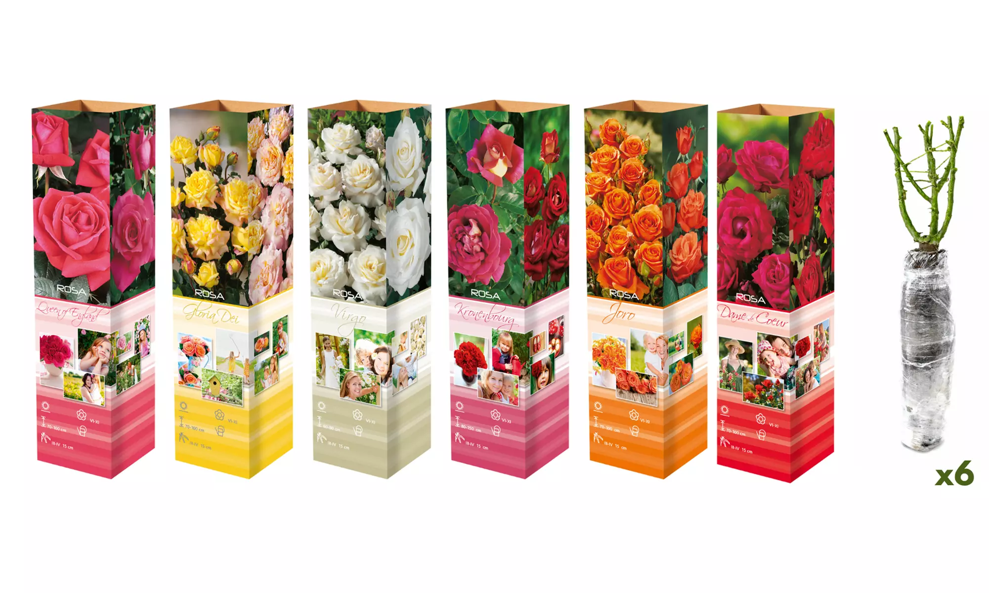 Roses : Dame de Coeur, Joro, Gloria Dei, entre autres