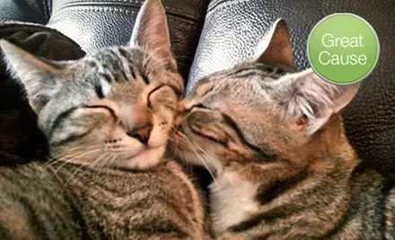 $10 Donation to Help Rescue Feral Cats - Primary Image