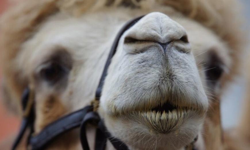 Image 11: Paseo a camello para 2 o 3 personas en Camel Park