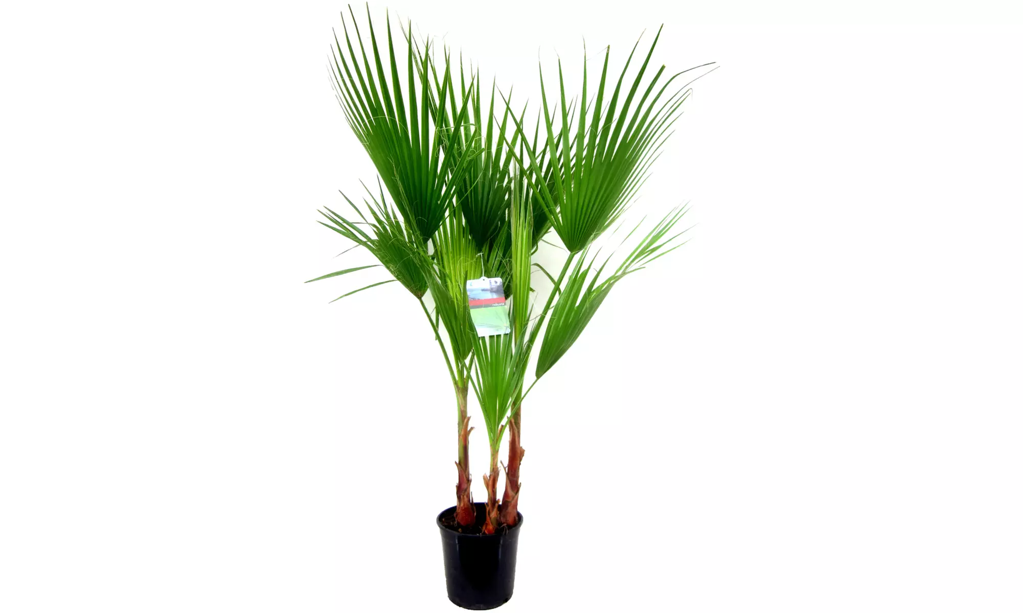 1x oder 2x Mexikanische Washingtonpalme