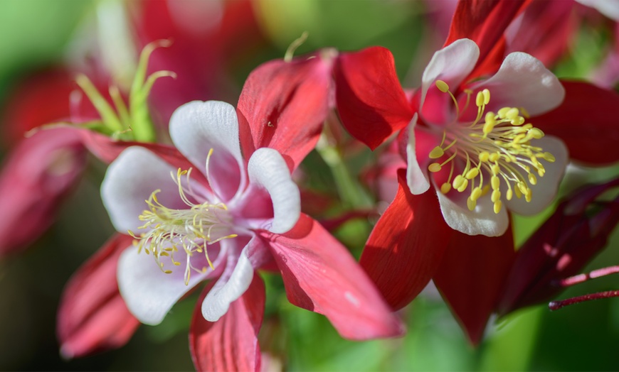 Image 2: 6, 9 or 18 Aquilegia Mixed Colours Plants