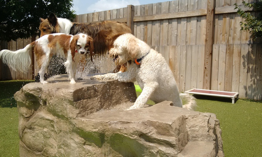 Dog Boarding - ADOGO Pet Hotel MSP Airport | Groupon