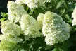 Upto Three Mixed Potted White Hydrangea Varieties - Second Medium