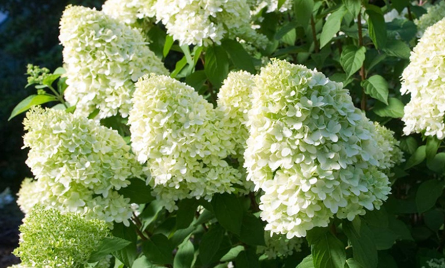 Image 4: Upto Three Mixed Potted White Hydrangea Varieties