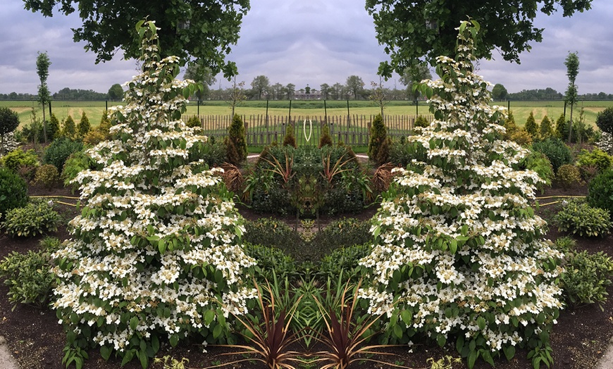 Image 6: Potted Viburnum Hardy Shrubs