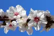 1x, 2x oder 4x OH2 Mandelbaum "Prunus Triloba", inkl. Versand - Second Medium