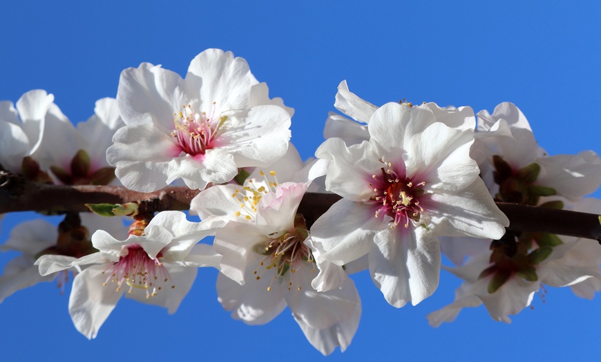 Image 6: 1, 2 o 4 piante di Mandorlo Prunus Triloba XXL