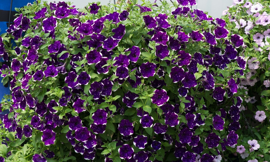 Image 3: Petunia Hanging Basket