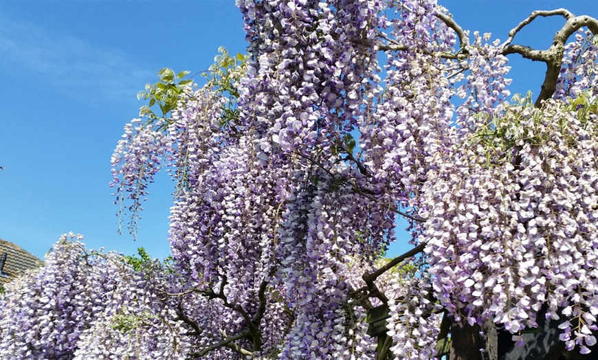 Image 5: Scented Wisteria Prolific – 1 or 2 Potted Plants (1.5-Litre Pots)  