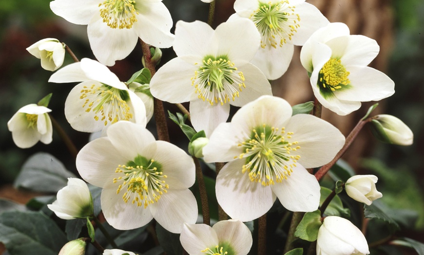 Image 2: 3 or 6 Christmas Rose Plants