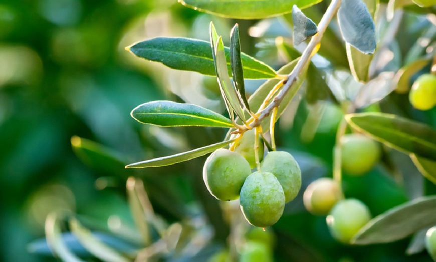 Image 2: Olive Shrub Plants