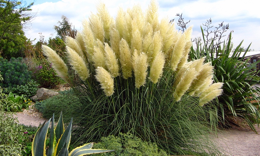 Image 6: 3 or 6 Pampas Grass Collection
