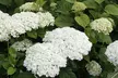 Hydrangea ‘Strong Annabelle’ - 1 or 2 Potted Plants - Image 4