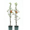 Image 3: 2 arbres fruitiers colonnes gain de place