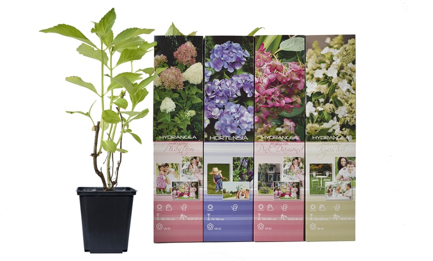 Image 9: Mix de 4 Flores Hortensia OH2