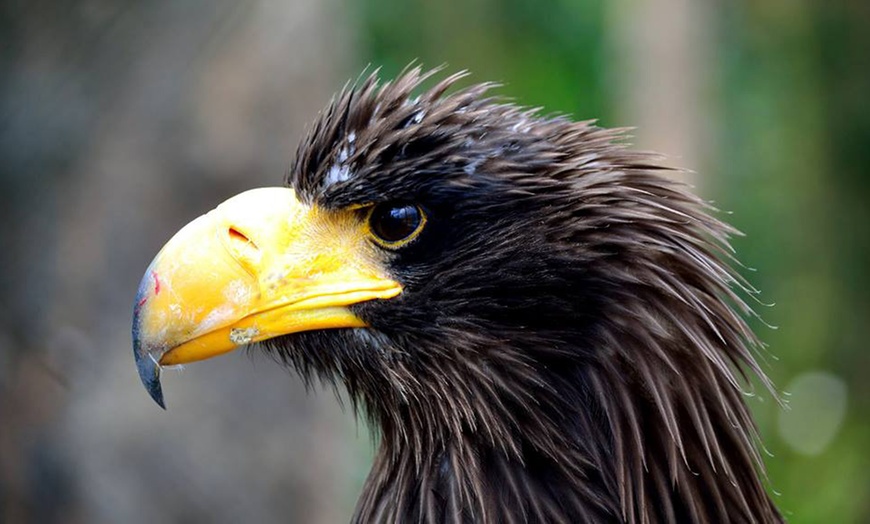 Image 11: Papegaaienpark - ZOO Veldhoven