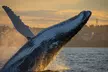 Weekday/Weekend Express 3 Hour Whale Watching Cruise with Refreshments (Up to 26% Off) - Second Medium