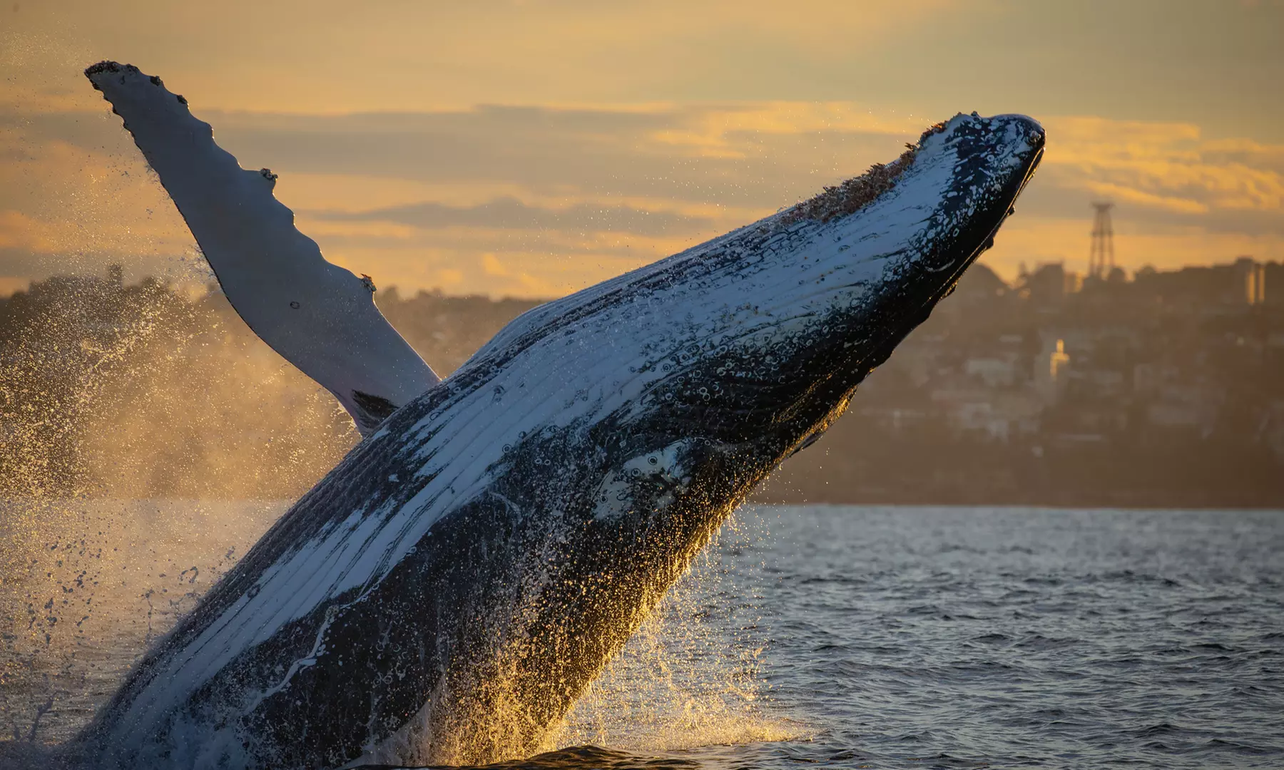 Weekday/Weekend Express 3 Hour Whale Watching Cruise with Refreshments