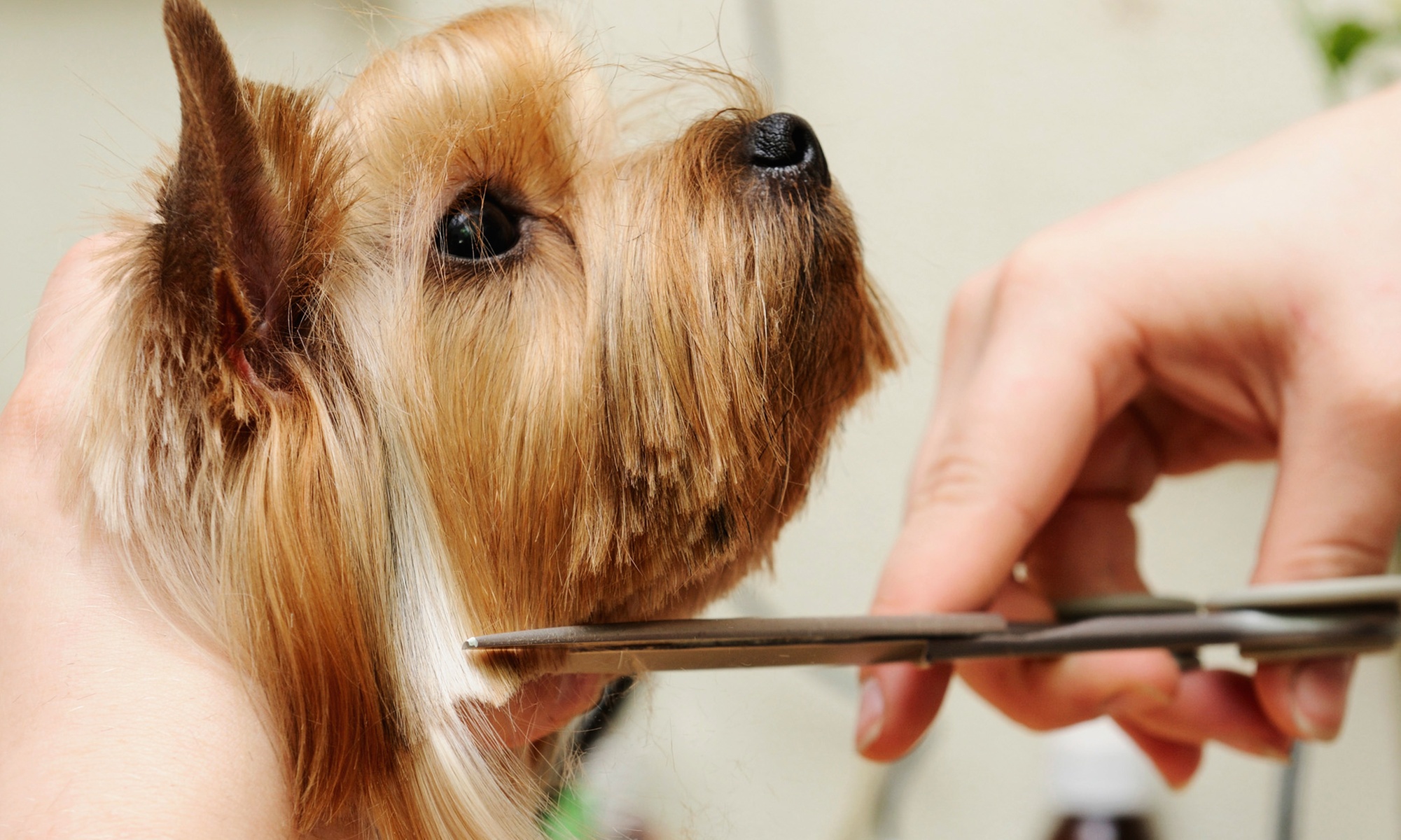 Dog-Grooming Services at Tiffany's Grooming Salon (Half Off). Two Options Available. - Primary Image