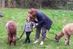 Enjoy a family day out at Bridge End Alpacas! Pet and feed friendly alpacas with up to 
50% .Fun for all ages - Image 4