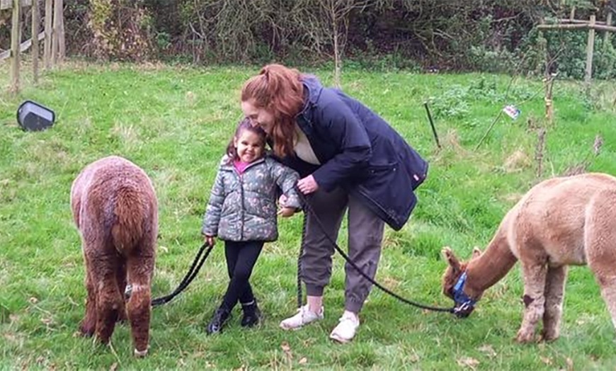 Image 4: Enjoy a Fun Farm Walk and Alpaca Meet for One, Two, or Four People