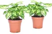 2 ou 3 plantes d'intérieur Syngonium, livrées avec pot - Second Medium