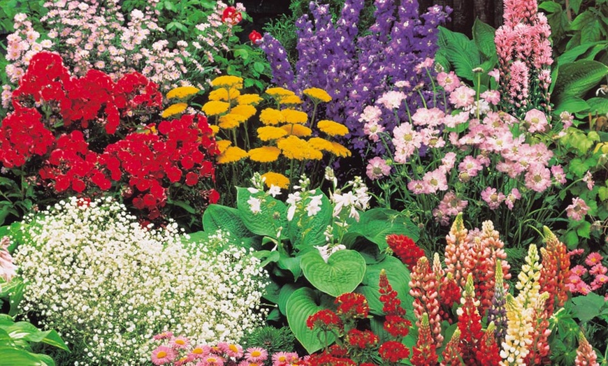 Image 13: Up to 36 Potted Cottage Garden Perennial Plants