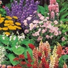 Image 13: Up to 36 Potted Cottage Garden Perennial Plants