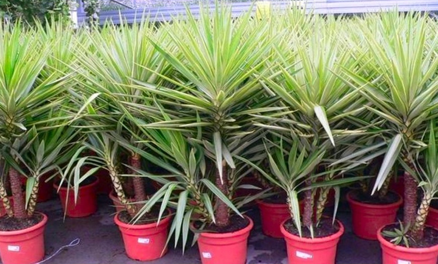 Image 2: Three or Six Indoor Yucca Trees